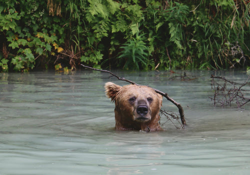 《咫尺之遙：與阿拉斯加棕熊的心靈聯結》| 《A Heartfelt Connection with Alaska’s Brown Bear》